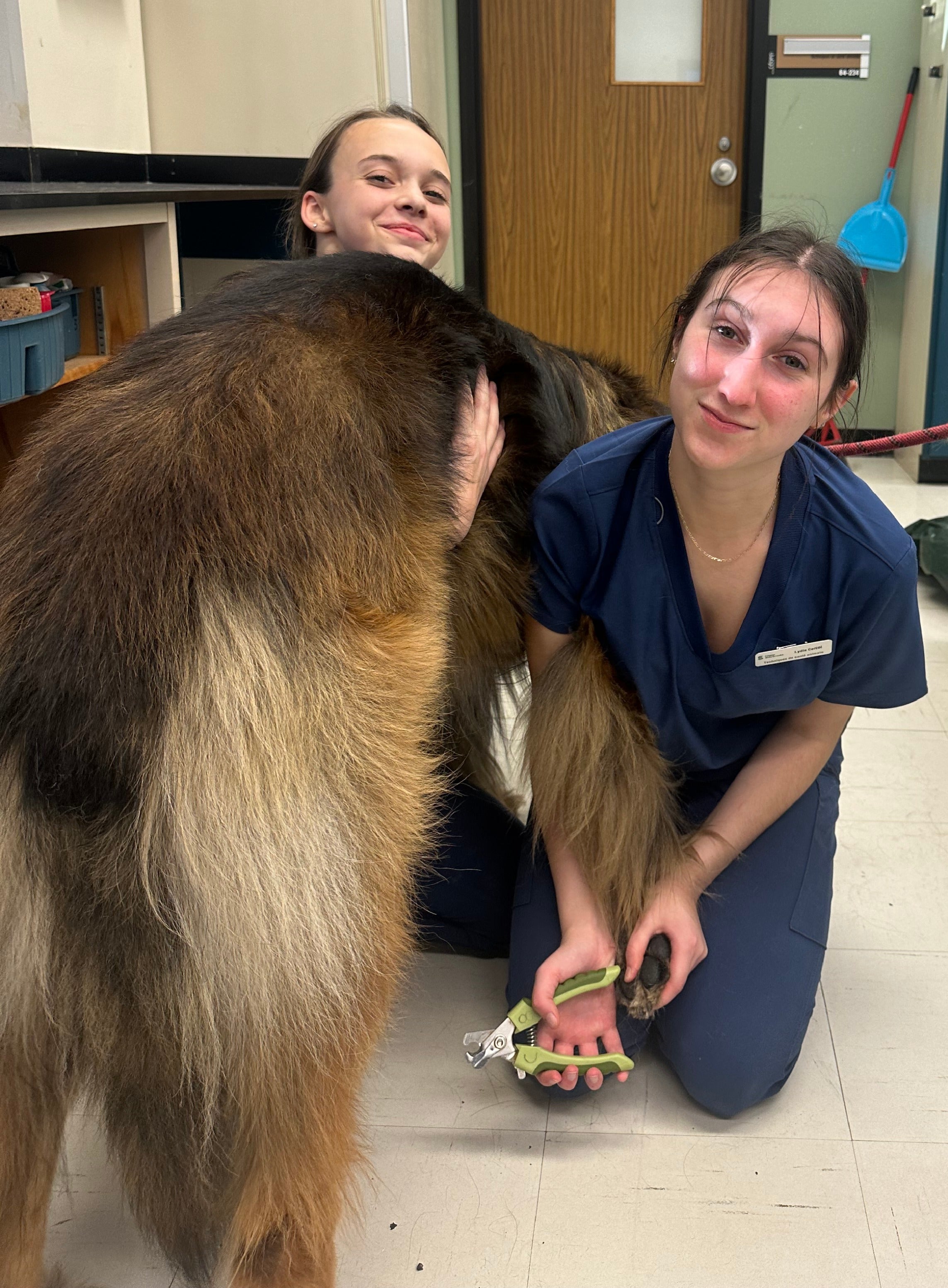 Techniques de santé animale_image_0